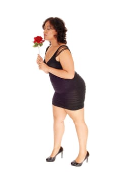A young full size woman in a black dress, holding a red rose in her hand.standing in high heels isolated for white background..