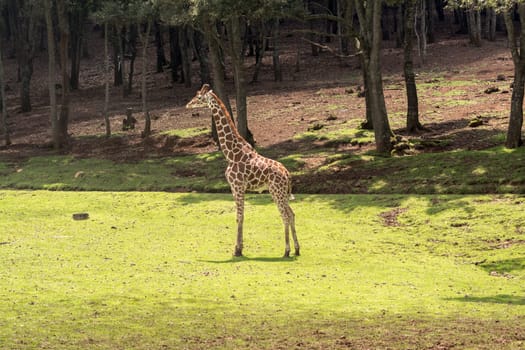 Giraffe in its natural environment