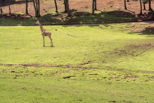 Giraffe in its natural environment