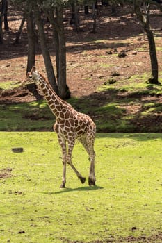 Giraffe in its natural environment