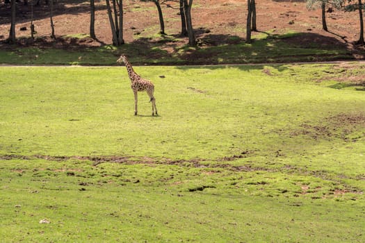 Giraffe in its natural environment