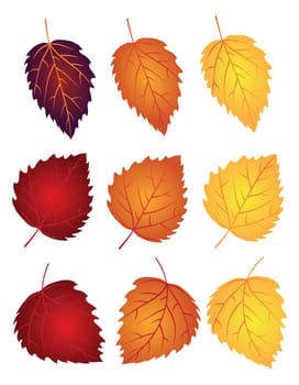 Birch Tree Leaves in Changing Fall Colors Isolated on White Background Illustration
