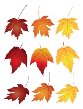 Maple Leaves in Changing Fall Colors Isolated on White Background Illustration