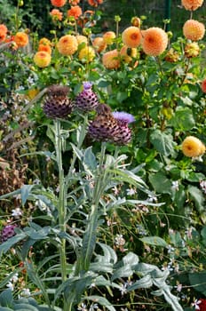 Artichoke