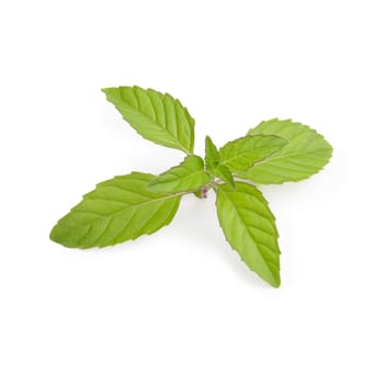 Fresh mint leaves. Spearmint tops. Large depth of field