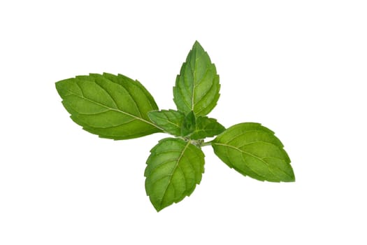 Fresh mint leaves. Spearmint tops. Large depth of field, fine details. Retouched to resemble painting