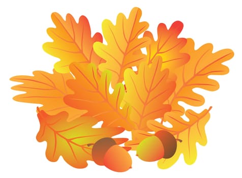Oak Leaves and Acorns in Fall Colors Isolated on White Background Color Illustration