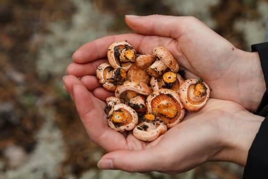 Woman's handful of freshly picked wild mushrooms (Lactarius deliciosus, saffron milk caps)