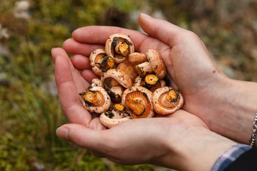 Woman's handful of freshly picked wild mushrooms (Lactarius deliciosus, saffron milk caps)