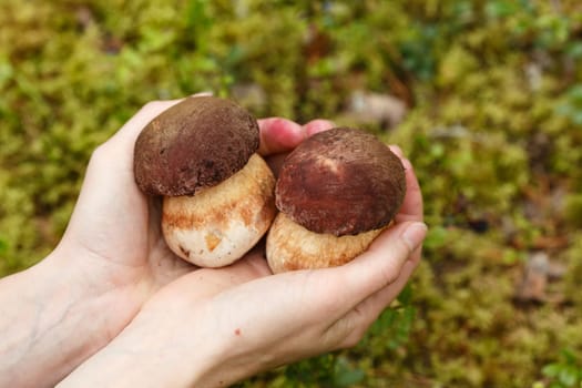 Female hands holding two porcinis (boletus edulis).