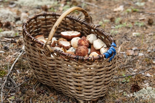 Weaved basket full of wild mushrooms (mainly of porcini)