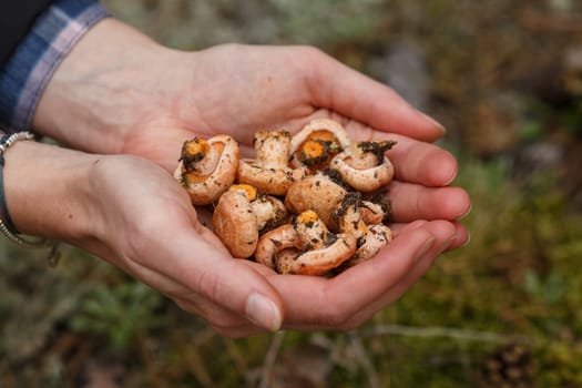 Woman's handful of freshly picked wild mushrooms (Lactarius deliciosus, saffron milk caps)