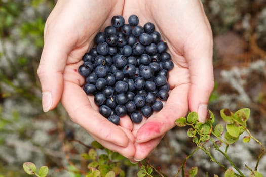 Female handful of freshly picked wild bilberries