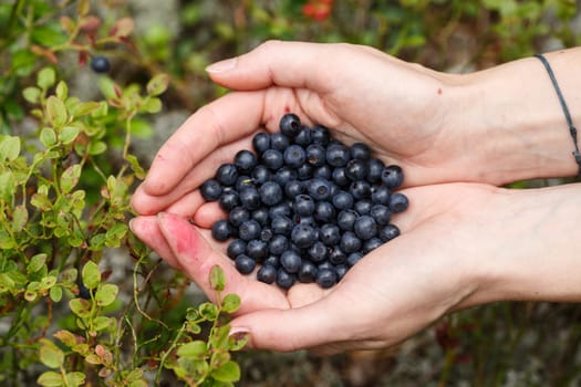 Female handful of freshly picked wild bilberries