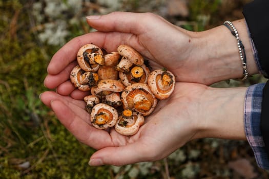 Woman's handful of freshly picked wild mushrooms (Lactarius deliciosus, saffron milk caps)