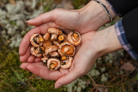 Woman's handful of freshly picked wild mushrooms (Lactarius deliciosus, saffron milk caps)