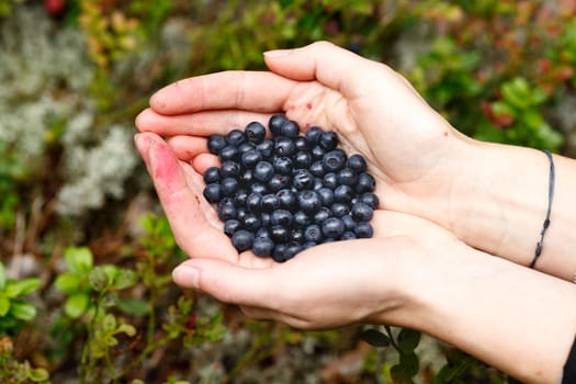 Female handful of freshly picked wild bilberries