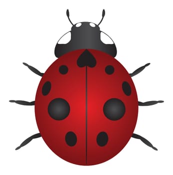 Red Nine Spotted Ladybug Isolated on White Background Color Illustration