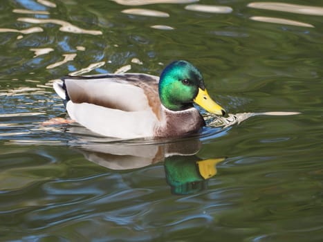 Stockente-Erpel
