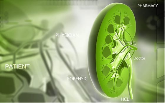 Digital illustration of Cross section kidney in colour background