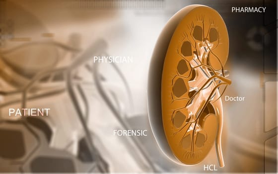 Digital illustration of Cross section kidney in colour background