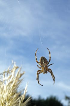 Cross spider in the garden