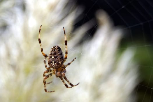 Cross spider in the garden