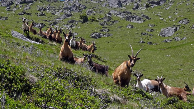 Encounter with a herd of goats during a hike