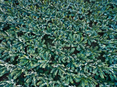 Aerial view of banana trees plantation. Texture (view from top)