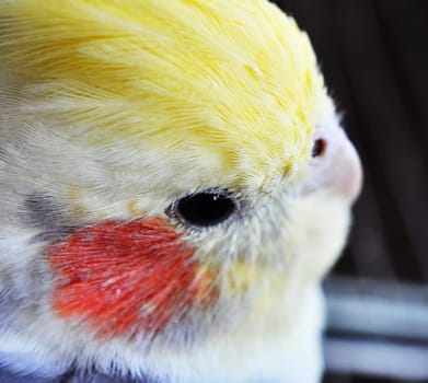 close up of cockatiel head, feathers and eye