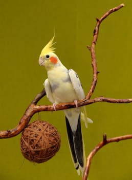 cockatiel parrot resting on a branch on green background