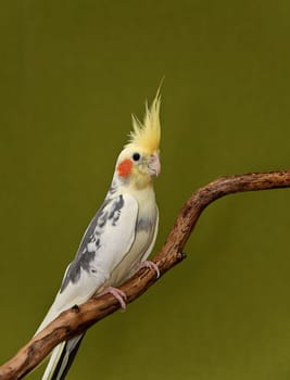 cockatiel parrot resting on a branch on green background