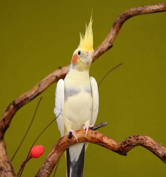 cockatiel parrot resting on a branch on green background