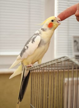 cockatiel parrot bites a finger