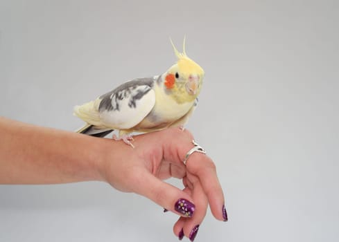 cockatiel parrot bites a finger
