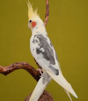 cockatiel parrot resting on a branch on green background