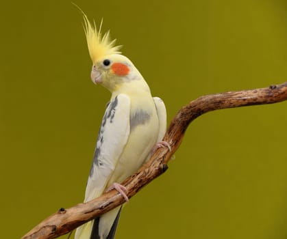 cockatiel parrot resting on a branch on green background