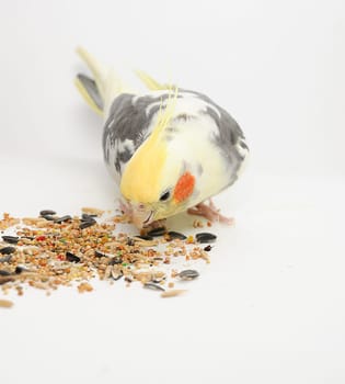 Cockatiel parrot pecking various seeds. White background