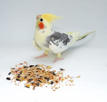 cockatiel parrot bites a finger