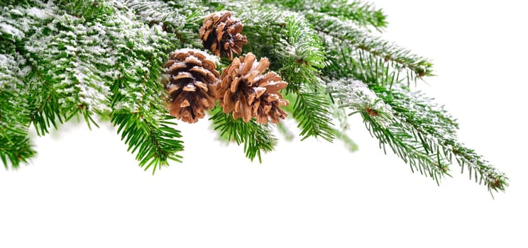 Fir branch and cones in fresh green,lightly covered in snow,with pure white copyspace background