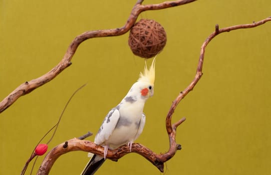 cockatiel parrot resting on a branch on green background