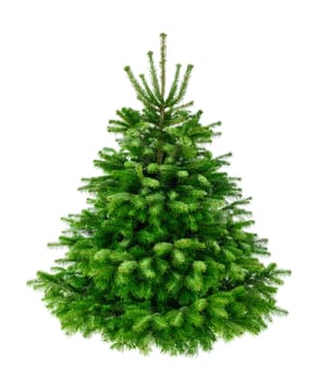 Studio shot of a fresh gorgeous fir tree in lush green for Christmas,without ornaments,isolated on pure white