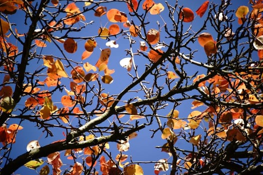The canopy and the canopy of a Ussuri pear tree in autumn,Pyrus ussuriensis.