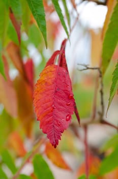 beutiful leaf in autumn orange and red and a raindrop on it