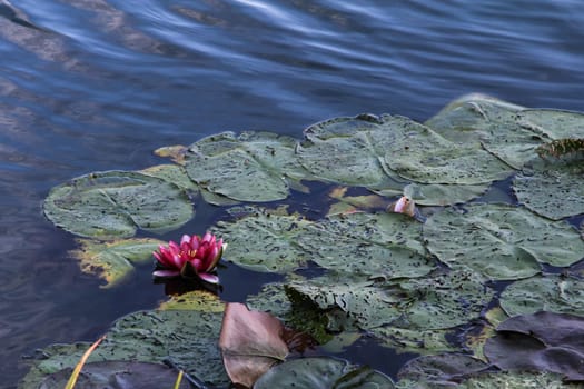 Water lily on the water