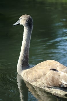 brown swan