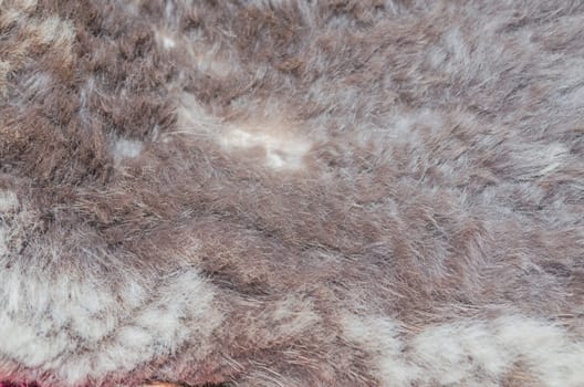 Close-up of an animal fur structure as background,texture.