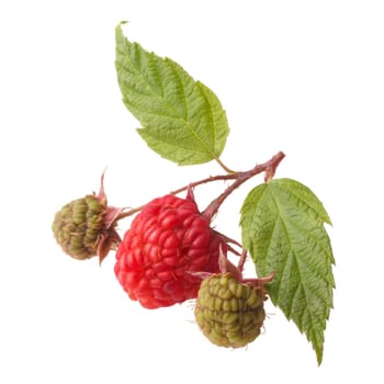 Raspberry branch with leaves,ripe and unripe berries. Studio shot,high detailed,retouched