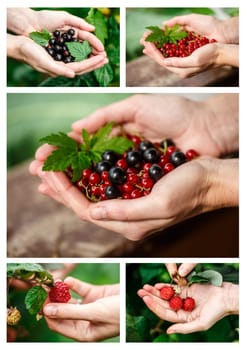 Berries picking collage.Locavore, clean eating,organic agriculture, local farming,growing concept. Selective focus