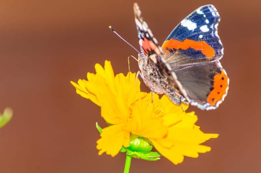 Beautiful colorful butterfly on a flower.